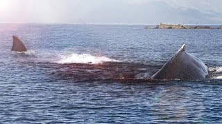 MEGALODON|Pruebas de que aun vive