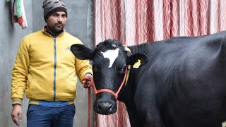 8168381801,,HF cow giving 30-35 litre milk capacity per day