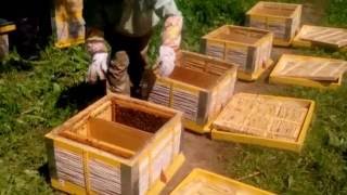 4.Beekeeping. Двух маточные отводки.