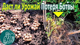 ???? Даст ли урожай картофель потерявший ботву Выращивание картофеля Эксперимент Гордеевых