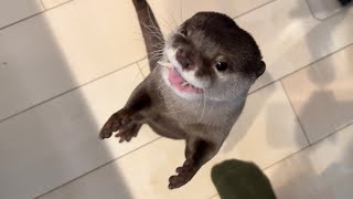 やはり何かを喋ってるとしか思えない食事中のカワウソ An otter eating, which I can only assume is saying something.