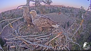 LDF Jūras ērglis tiešraide 1 / White-tailed eagle webcam 1 in Latvia