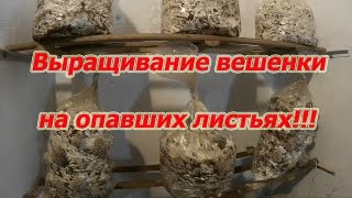 Выращивание Гриба Вешенки На Опавших Листьях.