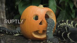 Zoo animals get early taste of Halloween with spooky treat