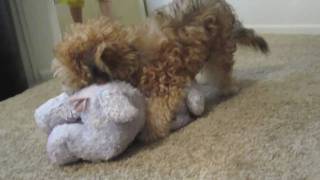 Cute Puppy Maltipoo