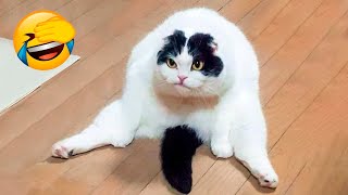 Best Funny Animal Videos 2022 - Funniest And Cute Dogs And Cats Videos ????????