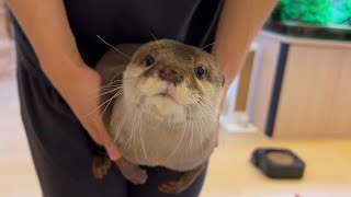 飼い主にカワウソの尻尾が生えたので猫と遊んでみた I grew an otter tail and played with the cat.