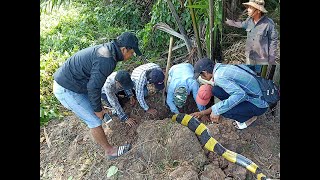 ĐÀO HANG BẮT RẮN- CHẠM TRÁN SÁT THỦ ĐẦM LẦY CHUYÊN QUẤY PHÁ ĐÀN VỊT - SNAKE HUNTING