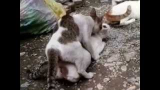 Cats mating