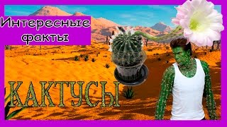 10 интересных фактов про кактусы.
