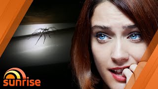 Why huntsman spiders are actually good to have around | Sunrise