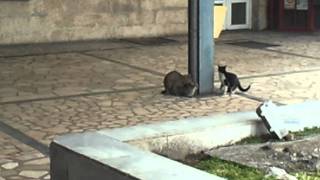 Sex cat