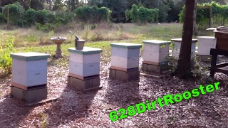 Chuck's Bees Nov 2013