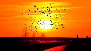 Полет птиц. The flight of birds