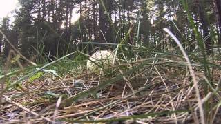 VLOG. Барнаул. Лес осенью.Грибы))))