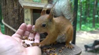 Белка по фамилии Яжемать / Squirrel by the name of Yazhemat