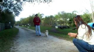 How to Train your Puppy to Come when Called