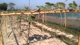 Organic agro project in Bangladesh..