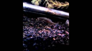 Baby pike? Baby fish