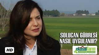 SOLUCAN GÜBRESİ NASIL UYGULANIR?