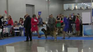 CACIB cadebou Russia 2 2018 male Intermedia and open