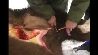 Field Dressing Big Game Animals