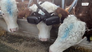 VR headsets show lush fields upping cow milk production in Turkey