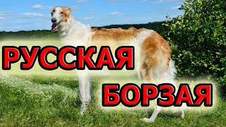 Русская борзая - элегантная аристократка и яростная охотница