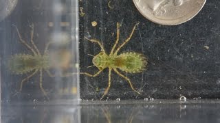 What bug is that in my fish tank?
