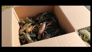 Раки Выпускаем в пруд