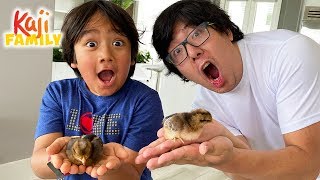 We adopted New Baby Pet Chickens!!! Are they boys or girls???