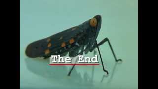 Citrus Treehopper