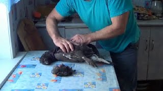 Cutting wood grouse ! Разделка глухаря по Эвенкийски Часть 1 !!!
