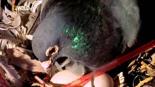 Brilliant Beasts Pigeon Genius (National Geographic)