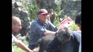 Dabax marzerum, 06.08.2011, News.armeniatv.com
