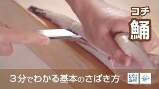 鯒（こち）のさばき方 - How to filet Bartail Flathead -｜日本さばけるプロジェクト