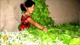 Uzbek Қаршилик пиллакорлар ҳаққини ололмаяпти