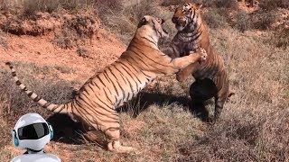 10 СУМАСШЕДШИХ БИТВ ЖИВОТНЫХ СНЯТЫХ НА КАМЕРУ / часть 3