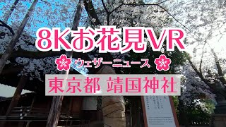 8Kお花見VR「東京都・靖国神社」ウェザーニュース／sakura VR