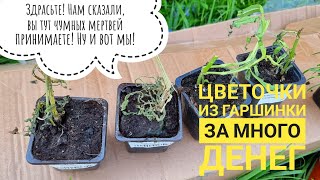 Распаковка последней посылки с растениями из "Гаршинки". Больше с этой фирмой не связываюсь
