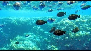 United Submarine, RedSea, Sharm El Sheikh
