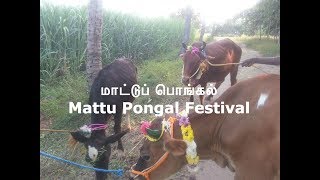 மாட்டுப் பொங்கல் |  Mattu Pongal Festival