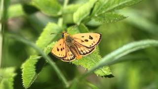 Carterocephalus silvicola mustatäplähiipijä 1.6.2014 Siikainen, Finland