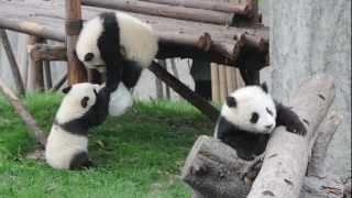 四川成都大熊貓基地大熊貓玩耍2(01042013)CHENGDU RESEARCH BASE OF GIANT PANDA BREEDING 2