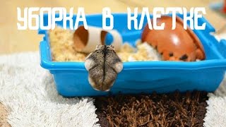 УБОРКА В КЛЕТКЕ ХОМЯКА | ДЖУНГАРСКИЙ ХОМЯК КЕКС | KEKC CHANNEL