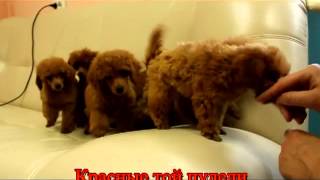 щенки в Новокузнецк , щенки той пудель
