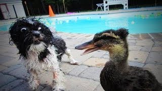 Смешные собаки Приколы про собак Funny Dogs 2019 (Самые Хайповые шриколы)