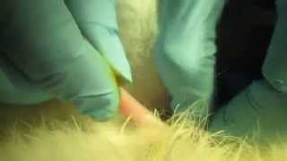 Castration rabbit "closed method". Кастрация кролика "закрытым способом". 18.11.14