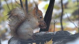 Белка ест шишку / Squirrel eats a cone