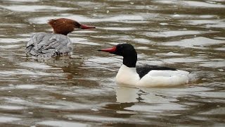 Common merganser ducks playing in early spring